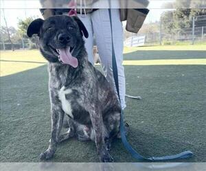 Labrador Retriever-Unknown Mix Dogs for adoption in Martinez, CA, USA