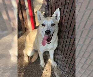 German Shepherd Dog Dogs for adoption in Riverside, CA, USA