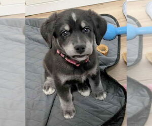 Golden Retriever-Huskies  Mix Dogs for adoption in Corona, CA, USA