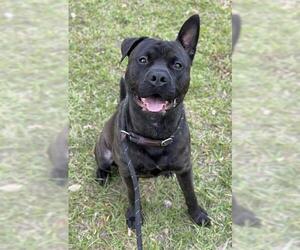 Rottweiler-Staffordshire Bull Terrier Mix Dogs for adoption in Fort Lauderdale, FL, USA