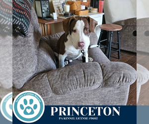 Labrador Retriever-Unknown Mix Dogs for adoption in Kimberton, PA, USA