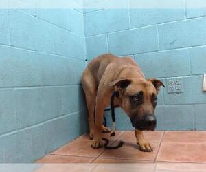 Labrador Retriever Dogs for adoption in Downey, CA, USA