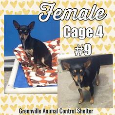 Chihuahua Dogs for adoption in Greenville, TX, USA