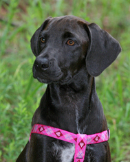 Labralas Dogs for adoption in Eureka Springs, AR, USA