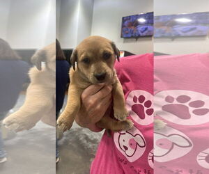 Dachshund-Unknown Mix Dogs for adoption in Oakhurst, NJ, USA