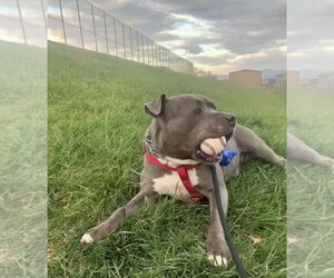 American Pit Bull Terrier-Unknown Mix Dogs for adoption in Incline Village, NV, USA