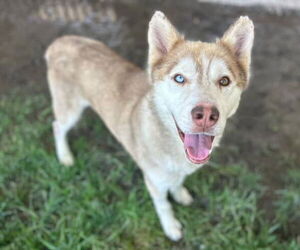 German Shepherd Dog-Siberian Husky Mix Dogs for adoption in Riverside, CA, USA