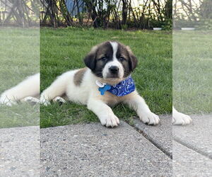 Great Pyrenees-Unknown Mix Dogs for adoption in Minneapolis, MN, USA