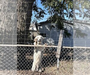 Labrador Retriever Dogs for adoption in San Angelo, TX, USA