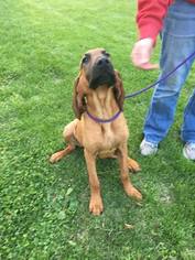 Bloodhound Dogs for adoption in Mattoon, IL, USA