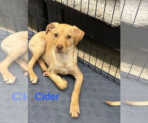 Mutt Dogs for adoption in Jackson Township, NJ, USA