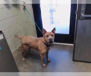 Chow Chow-Unknown Mix Dogs for adoption in Tulsa, OK, USA