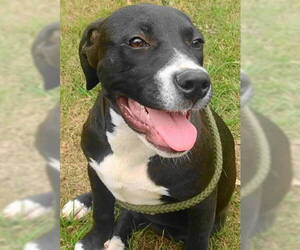 Coonhound-Labrador Retriever Mix Dogs for adoption in Tyler, TX, USA