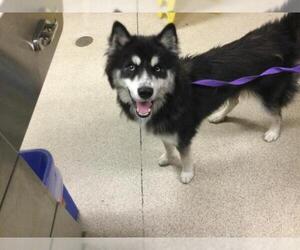 Siberian Husky-Unknown Mix Dogs for adoption in Riverside, CA, USA