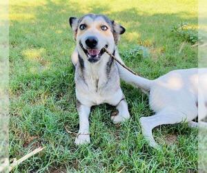 Siberian Husky-Unknown Mix Dogs for adoption in San Antonio, TX, USA