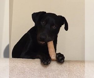 Labrador Retriever-Unknown Mix Dogs for adoption in Winder, GA, USA