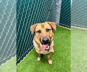 German Shepherd Dog Dogs for adoption in Downey, CA, USA