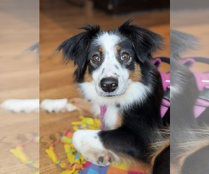 Australian Shepherd-Unknown Mix Dogs for adoption in Farmington, MN, USA