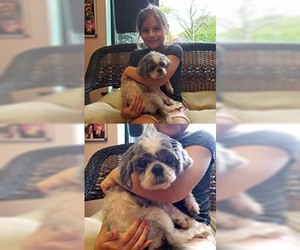 Shih Tzu Dogs for adoption in Chantilly, VA, USA