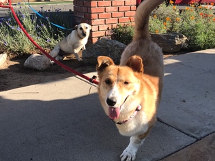 Welsh Cardigan Corgi Dogs for adoption in Newport Beach, CA, USA