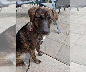 Plott Hound Dogs for adoption in Mankato, MN, USA
