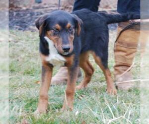 German Shepherd Dog-Unknown Mix Dogs for adoption in Chesapeake City, MD, USA