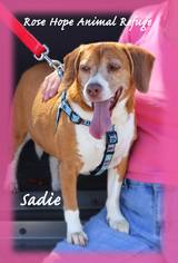 Beagle Dogs for adoption in WATERBURY, CT, USA