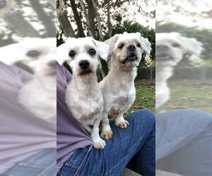 Mal-Shi Dogs for adoption in Weston, FL, USA