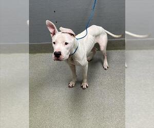 Mutt Dogs for adoption in Las Vegas, NV, USA