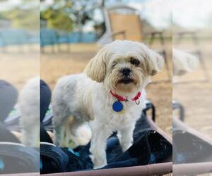 Lhasa Apso Dogs for adoption in Seal Beach, CA, USA