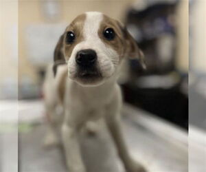 Labbe Dogs for adoption in Center Township, PA, USA