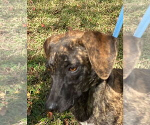 Plott Hound-Unknown Mix Dogs for adoption in Canton, CT, USA