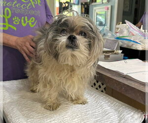 Lhasa Apso Dogs for adoption in Benton, LA, USA