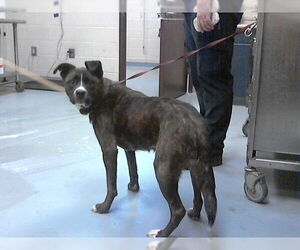 Siberian Husky-Unknown Mix Dogs for adoption in Fayetteville, NC, USA