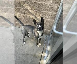 Akita-Unknown Mix Dogs for adoption in Aurora, IL, USA