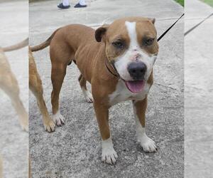 American Staffordshire Terrier-Unknown Mix Dogs for adoption in San Antonio, TX, USA