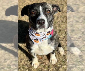 Mutt Dogs for adoption in Great Bend, KS, USA