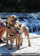 Bullboxer Pit Dogs for adoption in Tonawanda, NY, USA