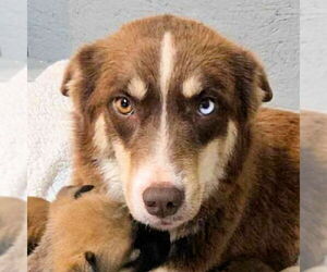 Siberian Husky Dogs for adoption in Omaha, NE, USA
