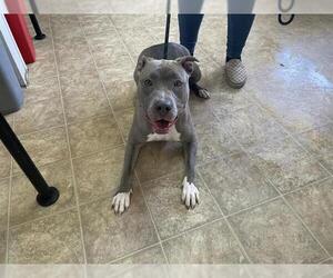 American Staffordshire Terrier-Unknown Mix Dogs for adoption in Raleigh, NC, USA