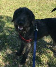 Irish Wolfhound Dogs for adoption in Pembroke, GA, USA