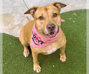 Labrador Retriever-Unknown Mix Dogs for adoption in Fort Lauderdale, FL, USA