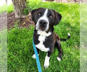 American Pit Bull Terrier-Unknown Mix Dogs for adoption in Minneapolis, MN, USA