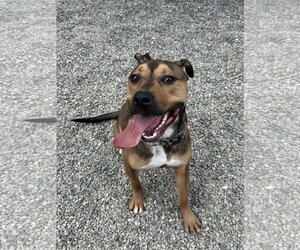 Mutt Dogs for adoption in Rockaway, NJ, USA