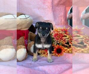 Chipin Dogs for adoption in Los Banos, CA, USA
