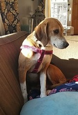 Treeing Walker Coonhound Dogs for adoption in Mobile, AL, USA