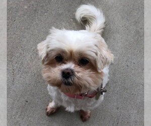 Shih Tzu Dogs for adoption in Los Angeles, CA, USA