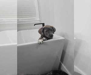 Labrador Retriever-Unknown Mix Dogs for adoption in MIDWAY, UT, USA