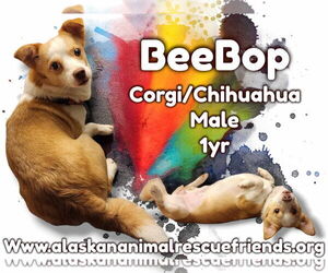 Chi-Corgi Dogs for adoption in Anchorage, AK, USA