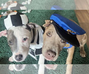 American Staffordshire Terrier-Labrador Retriever Mix Dogs for adoption in The Woodlands, TX, USA